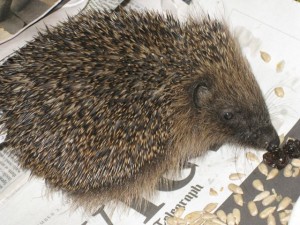 hedgehogs - rescued baby 6