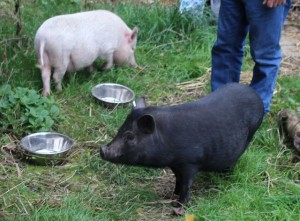 pigs - peppa & perky