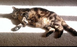 cats - in mem - summer 2