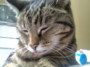 cats - in mem - summer