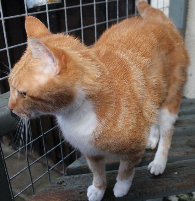 A very fussy stray cat Pet Samaritans