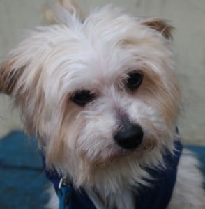 dogs - cristo better