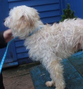 dogs - cristo better 3