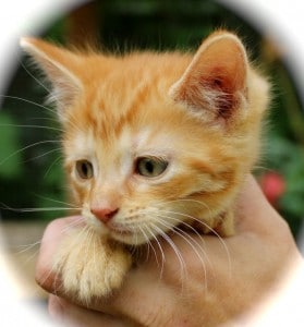 kittens - gingerboy