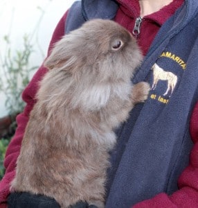 rabbits - fudge 5 - 1 (1)