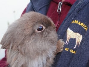 rabbits - fudge 5 - 1