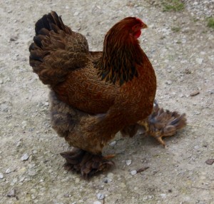 chickens - brahma - 1