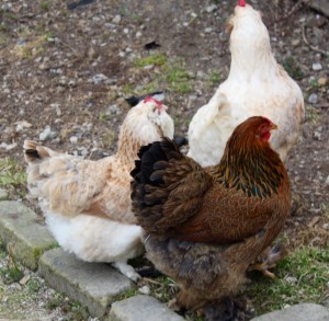 chickens - fav & brahma - 1