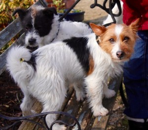 dogs - Basil & Bingo 2 - 1