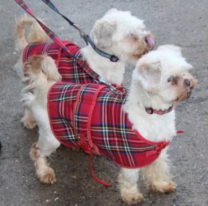 dogs - lillie & frankie - 1