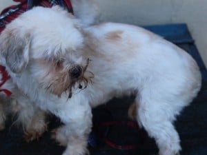 dogs - lily and frankie - 1