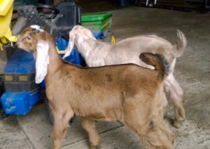 kids - karma & fudge - 1