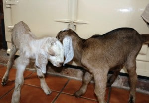 kids - nanny & billy - 1