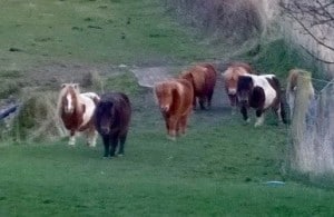 ponies - fresh field - 1