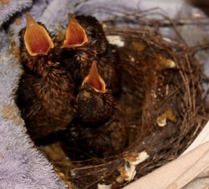 birds - babies - 1
