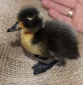 birds - ducks donald - 1