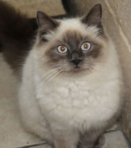 cats - ragamuffins 6