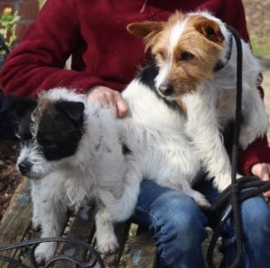 dogs - Basil & Bingo 8 - 1