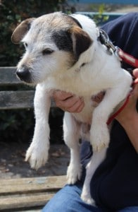 dogs - barney 3 - 1 (1)