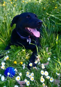 dogs - happy ending Scruffy - 1