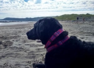 dogs - happy ending Scruffy 2 - 1