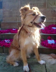 dogs - happy ending Tramp - 1