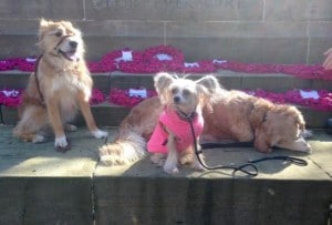 dogs - happy ending Tramp 2 - 1