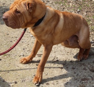 dogs - simba sharpei 10 - 1