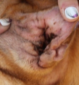 dogs - simba sharpei 14 - 1