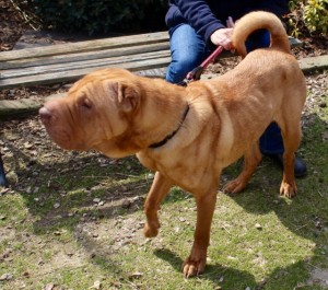 dogs - simba sharpei 3 - 1