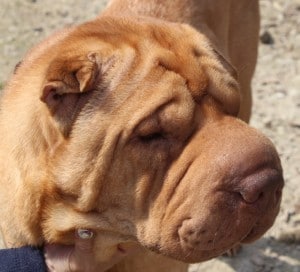 dogs - simba sharpei 7 - 1