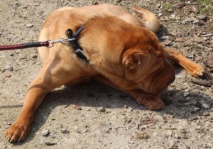 dogs - simba sharpei 9 - 1