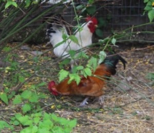 birds - banti cocks - 1