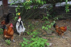 birds - banti cocks 2 - 1