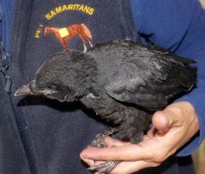 birds - crowbaby - 1