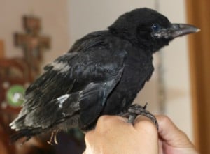 birds - crowbaby 3 - 1