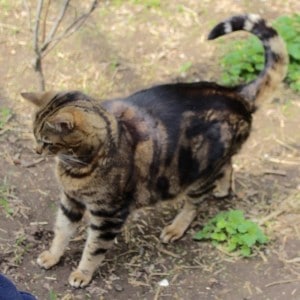 cats - biggie 10 - 1