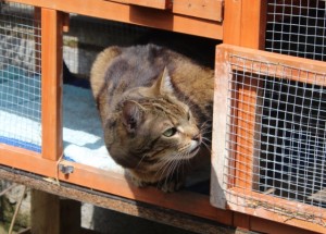 cats - biggie 18 - 1