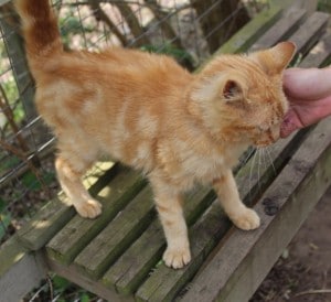 cats - jasper 15 - 1