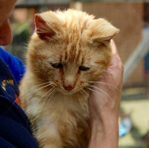 cats - jasper 17 - 1