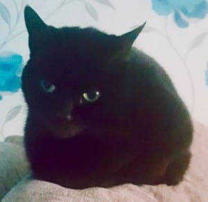 cats -lost black cat - 1