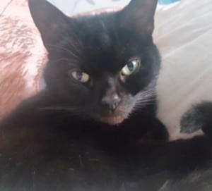 cats -lost black cat 2 - 1