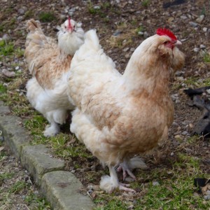 chickens - faverolles - 1