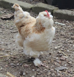 chickens - fleur - 1