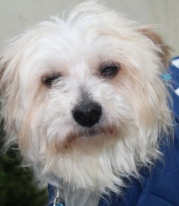 dogs - cristo better 2