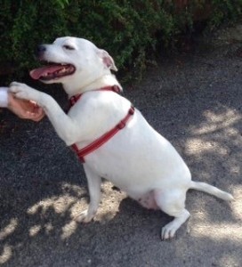 dogs - millie staff - 1 (1)