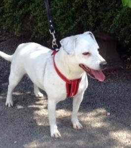 dogs - millie staff - 1