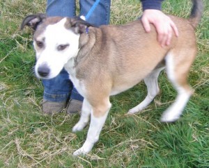 dogs - staffi strays