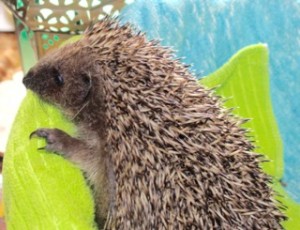 hedgehogs - mr.womble 2016 3 - 1