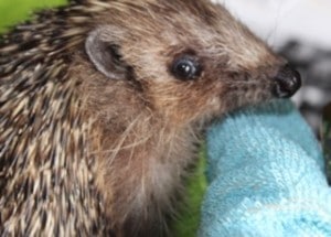 hedgehogs - mr.womble 2016 5 - 1